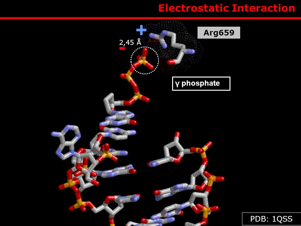 + - Electrostatic Interaction Arg659 γ phosphate PDB: 1QSS 2,45 Å