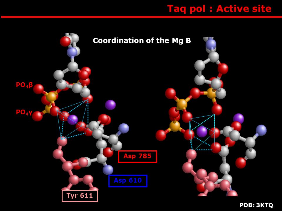 Taq pol : Active site Coordination of the Mg B PO4β PO4α PO4γ Asp 785