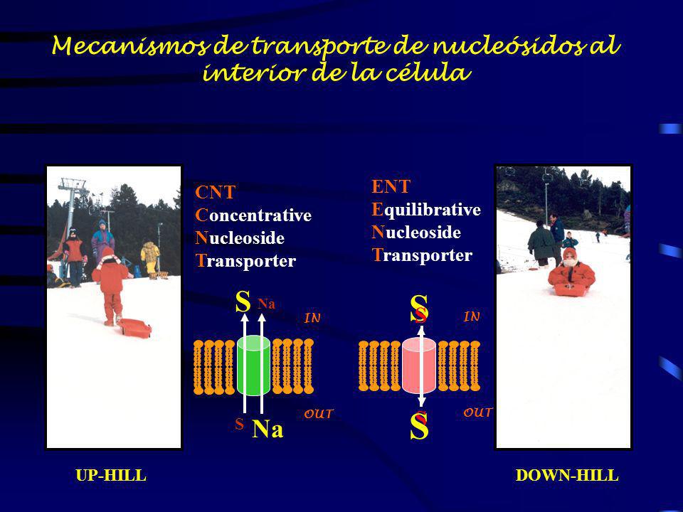 Mecanismos de transporte de nucleósidos al interior de la célula