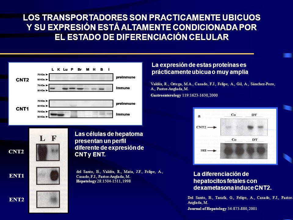 LOS TRANSPORTADORES SON PRACTICAMENTE UBICUOS Y SU EXPRESIÓN ESTÁ ALTAMENTE CONDICIONADA POR EL ESTADO DE DIFERENCIACIÓN CELULAR
