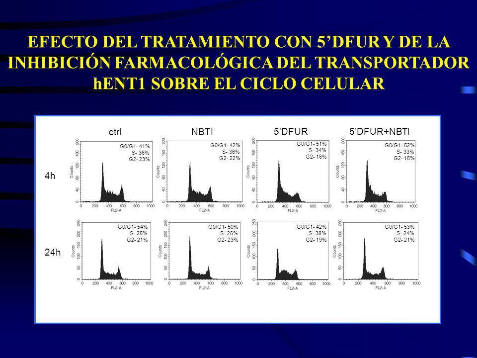 EFECTO DEL TRATAMIENTO CON 5’DFUR Y DE LA INHIBICIÓN FARMACOLÓGICA DEL TRANSPORTADOR hENT1 SOBRE EL CICLO CELULAR