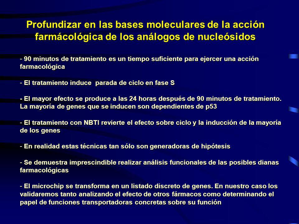 Profundizar en las bases moleculares de la acción farmácológica de los análogos de nucleósidos