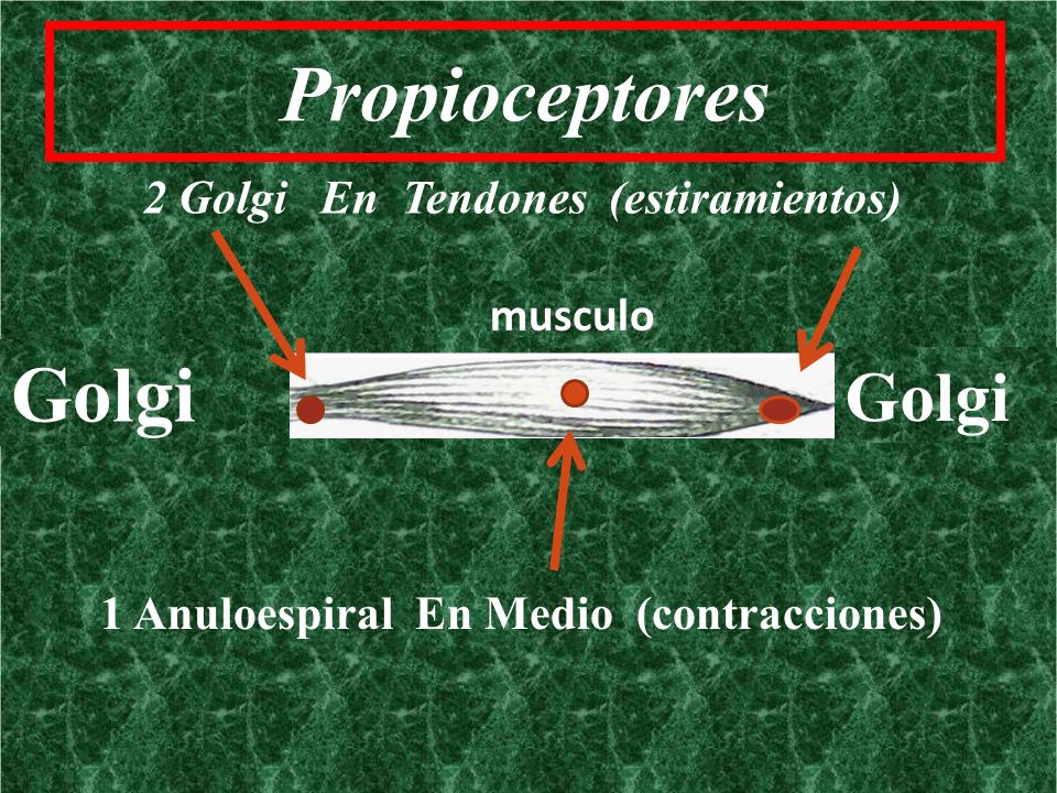 Propioceptores Golgi Golgi 2 Golgi En Tendones (estiramientos) musculo