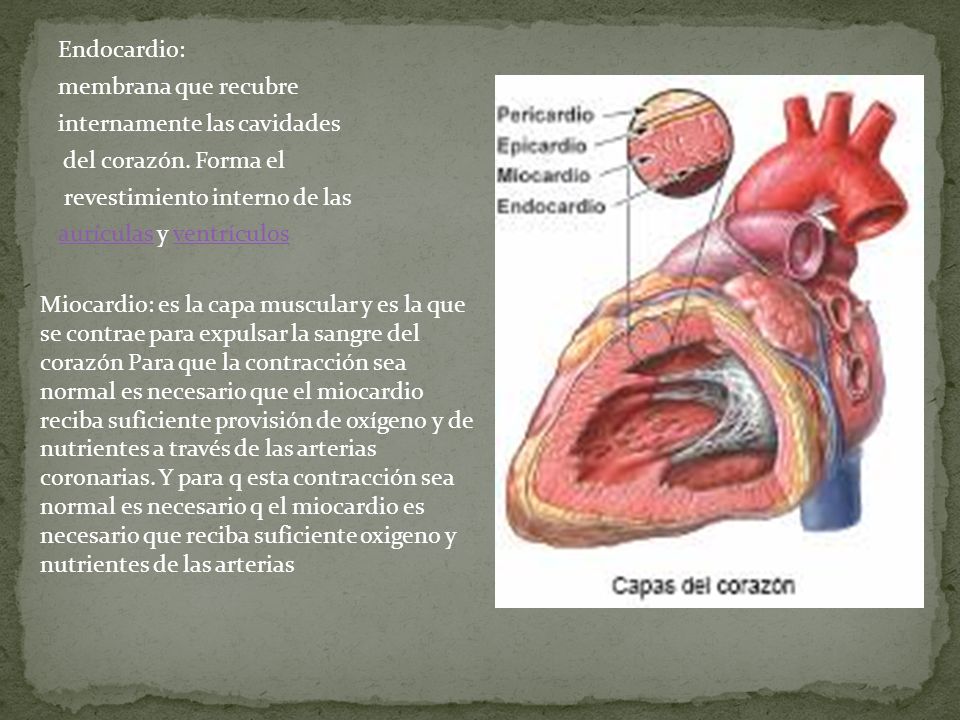 Endocardio: membrana que recubre internamente las cavidades del corazón. Forma el revestimiento interno de las aurículas y ventrículos
