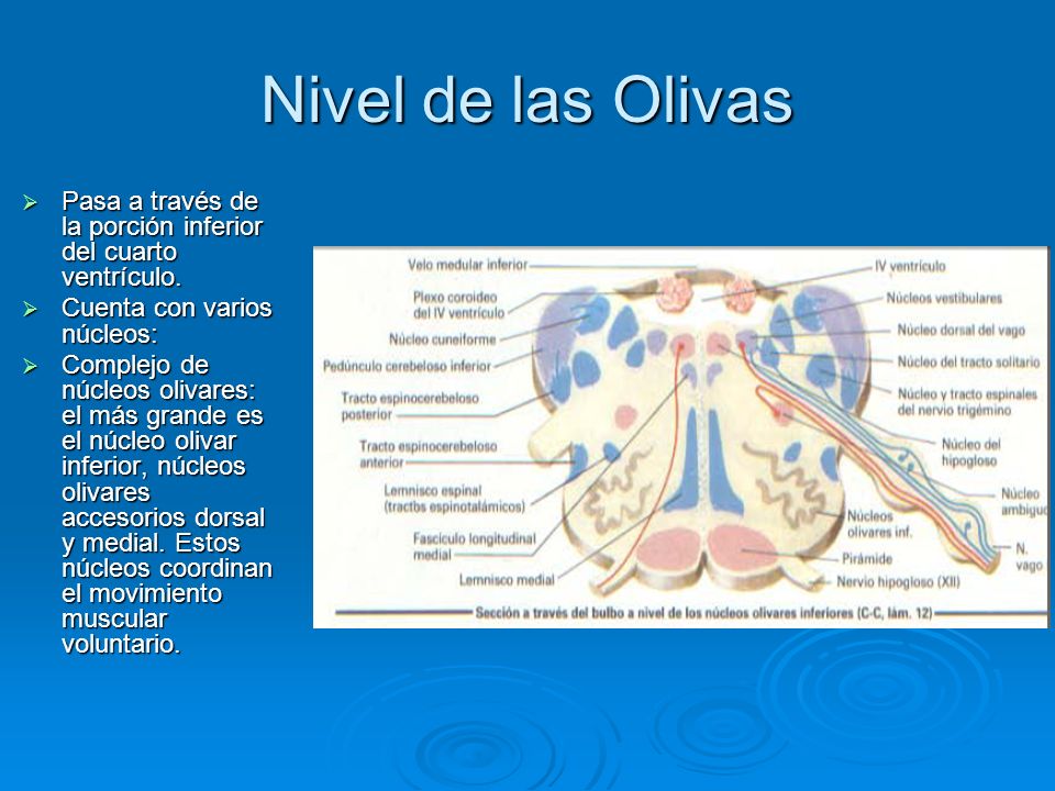Nivel de las Olivas Pasa a través de la porción inferior del cuarto ventrículo. Cuenta con varios núcleos: