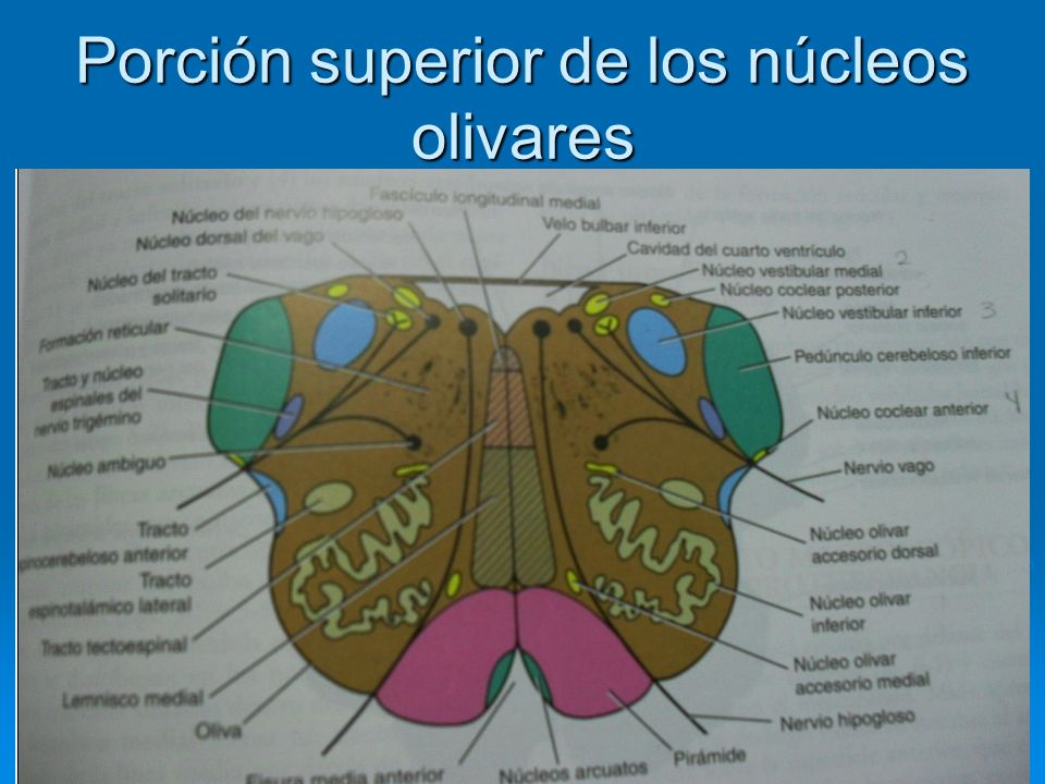 Porción superior de los núcleos olivares