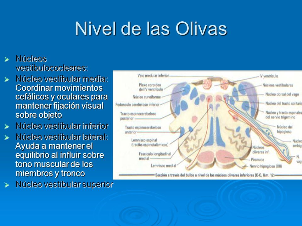 Nivel de las Olivas Núcleos vestibulococleares: