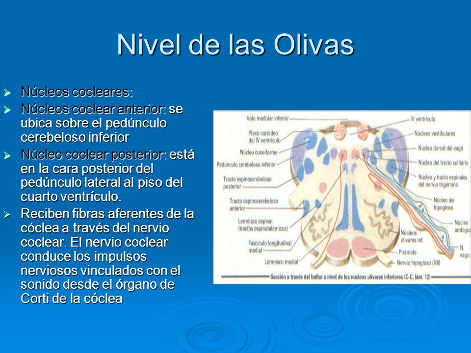 Nivel de las Olivas Núcleos cocleares: