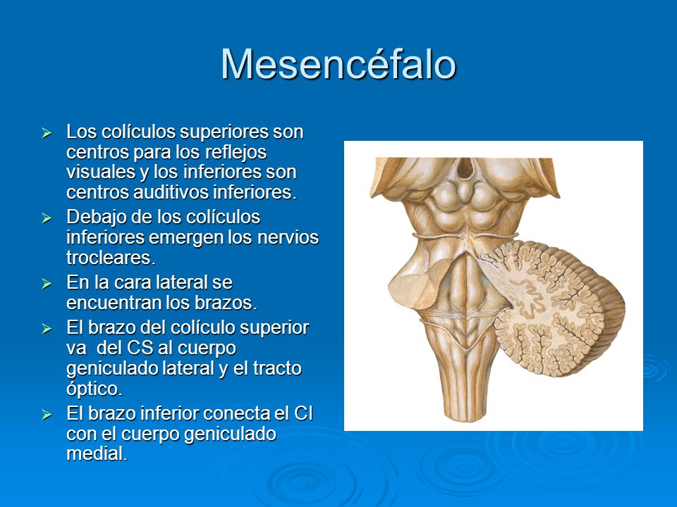 Mesencéfalo Los colículos superiores son centros para los reflejos visuales y los inferiores son centros auditivos inferiores.