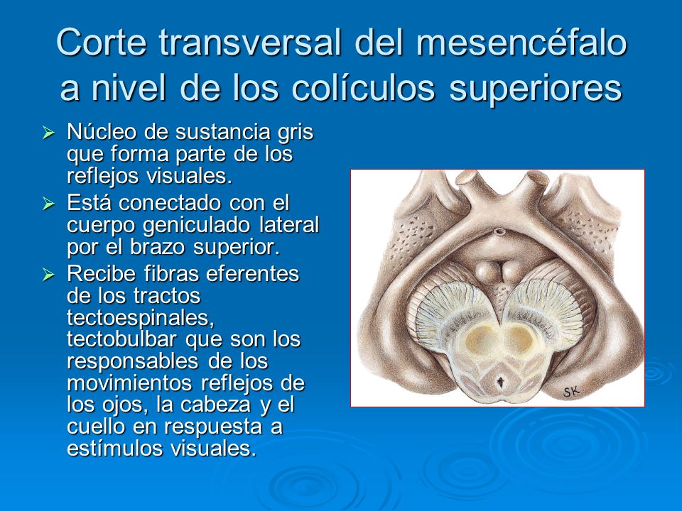 Corte transversal del mesencéfalo a nivel de los colículos superiores