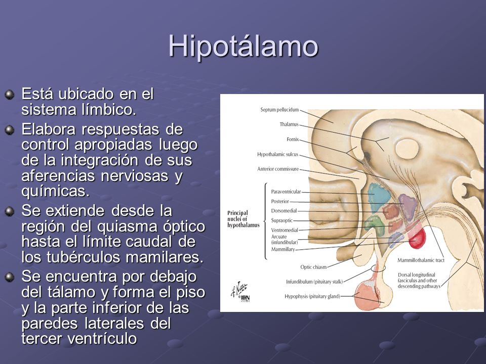 Hipotálamo Está ubicado en el sistema límbico.