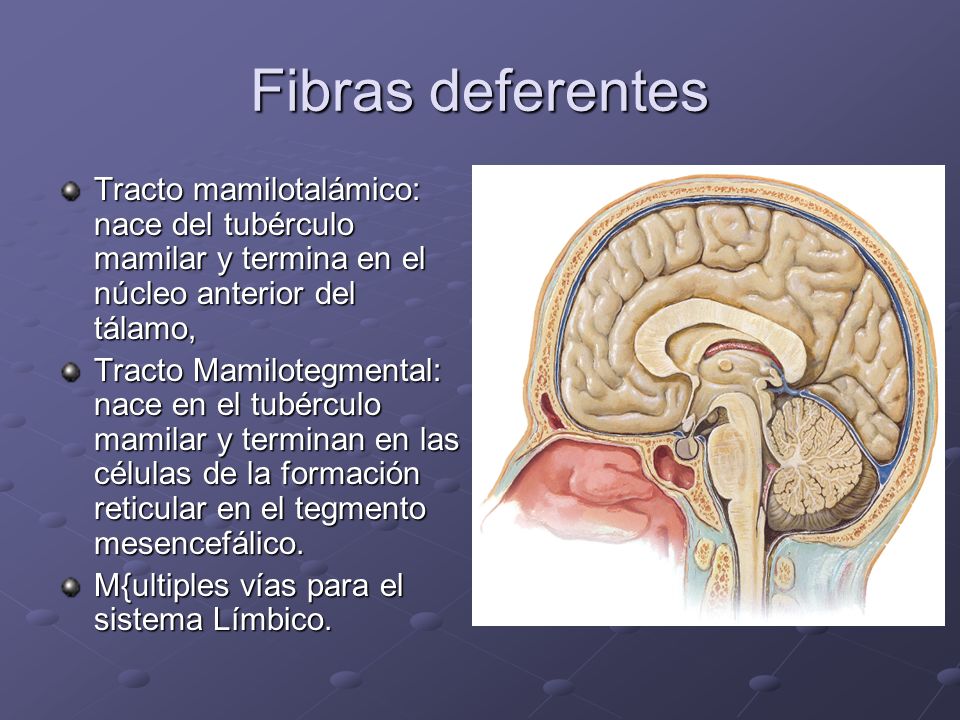 Fibras deferentes Tracto mamilotalámico: nace del tubérculo mamilar y termina en el núcleo anterior del tálamo,