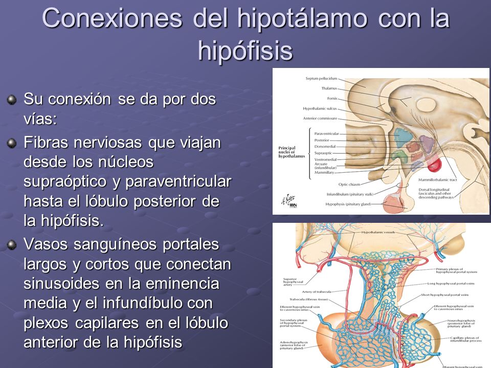 Conexiones del hipotálamo con la hipófisis