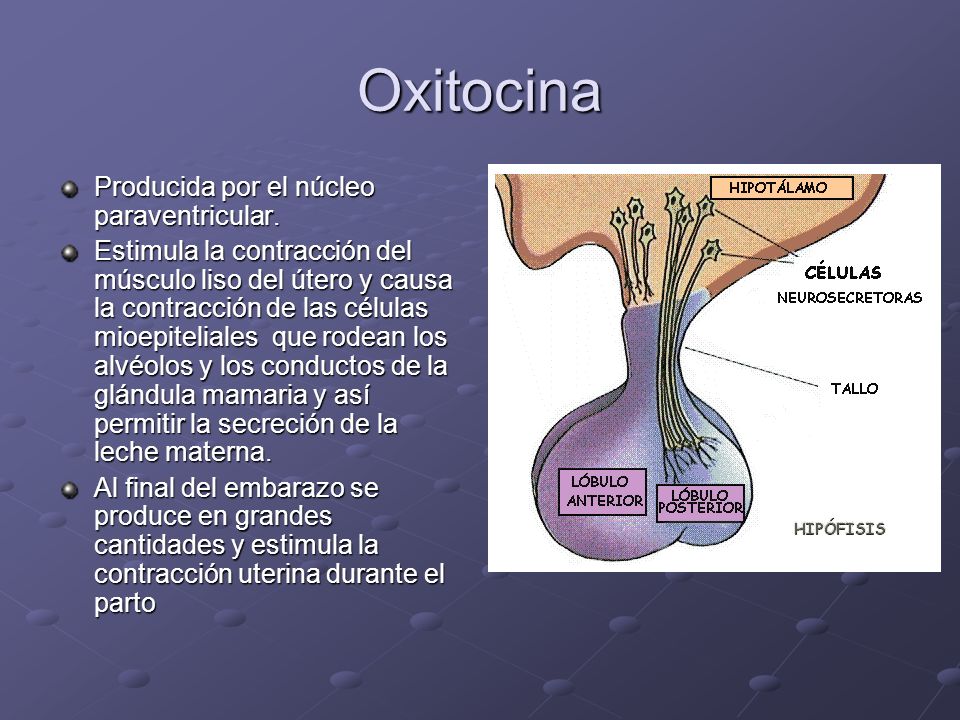 Oxitocina Producida por el núcleo paraventricular.