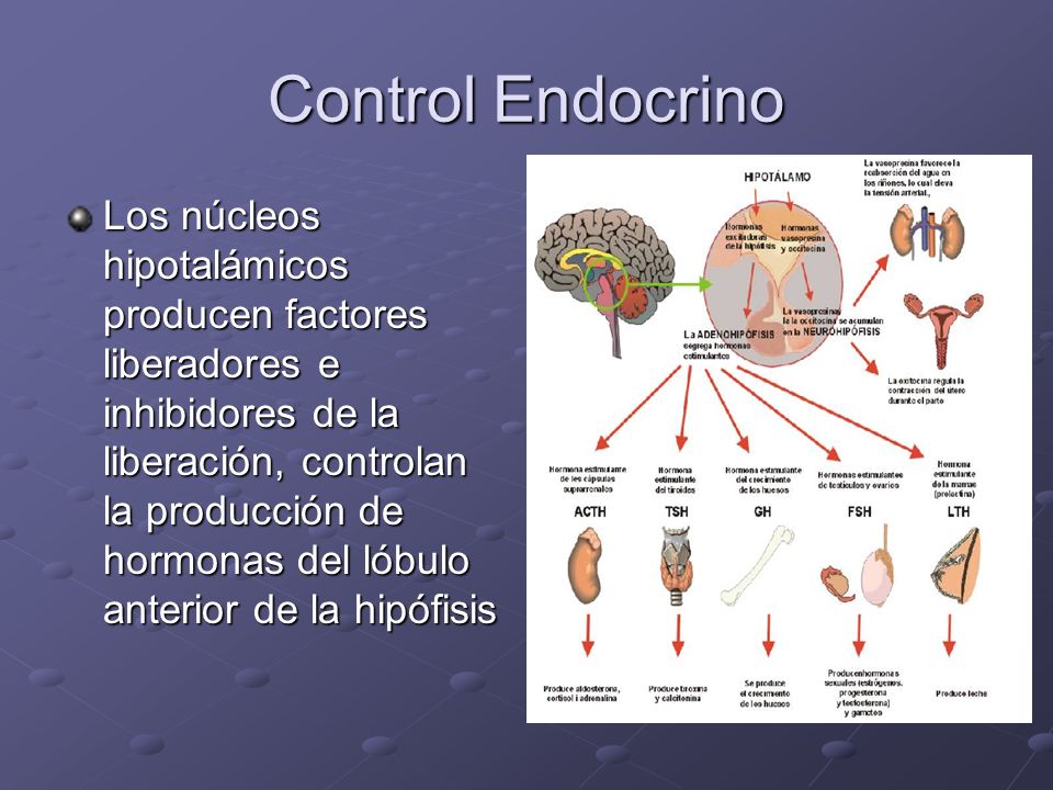 Control Endocrino