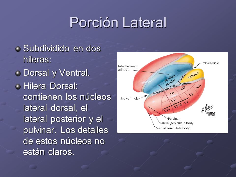 Porción Lateral Subdividido en dos hileras: Dorsal y Ventral.