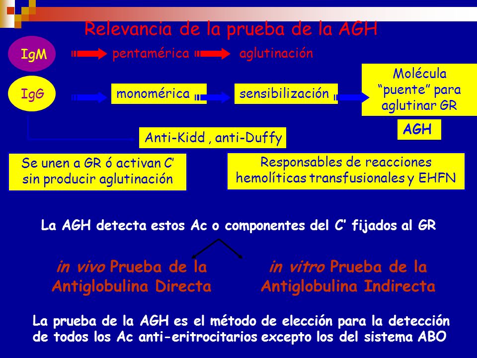 La AGH detecta estos Ac o componentes del C’ fijados al GR