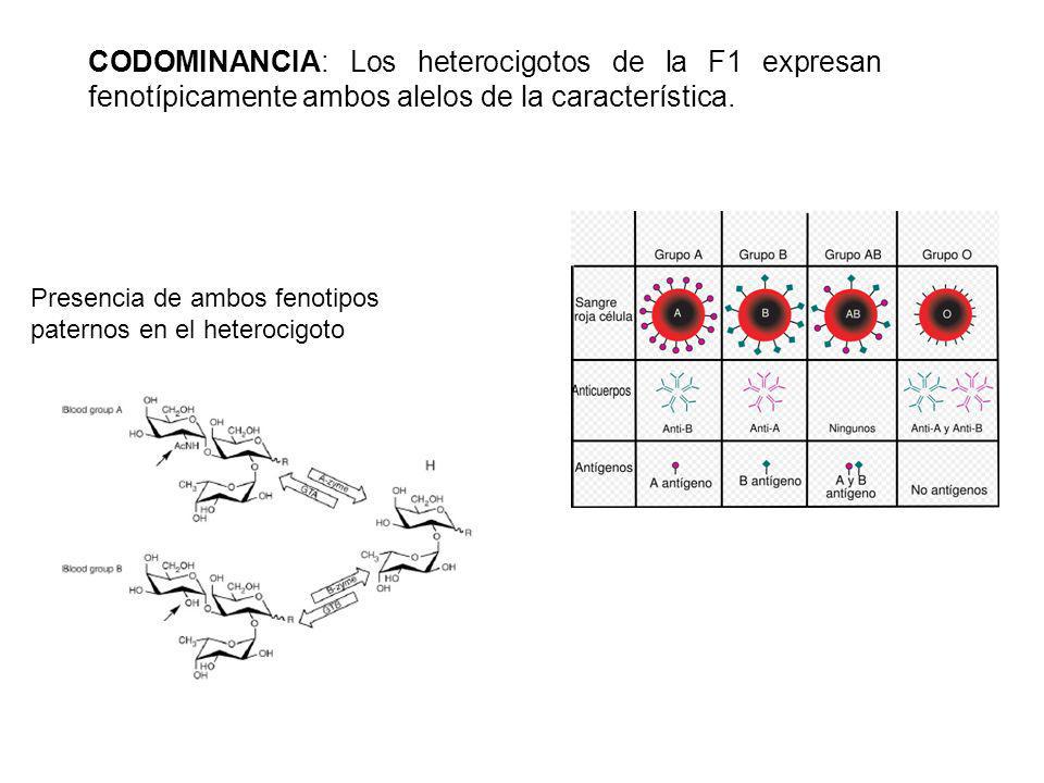 CODOMINANCIA: Los heterocigotos de la F1 expresan fenotípicamente ambos alelos de la característica.