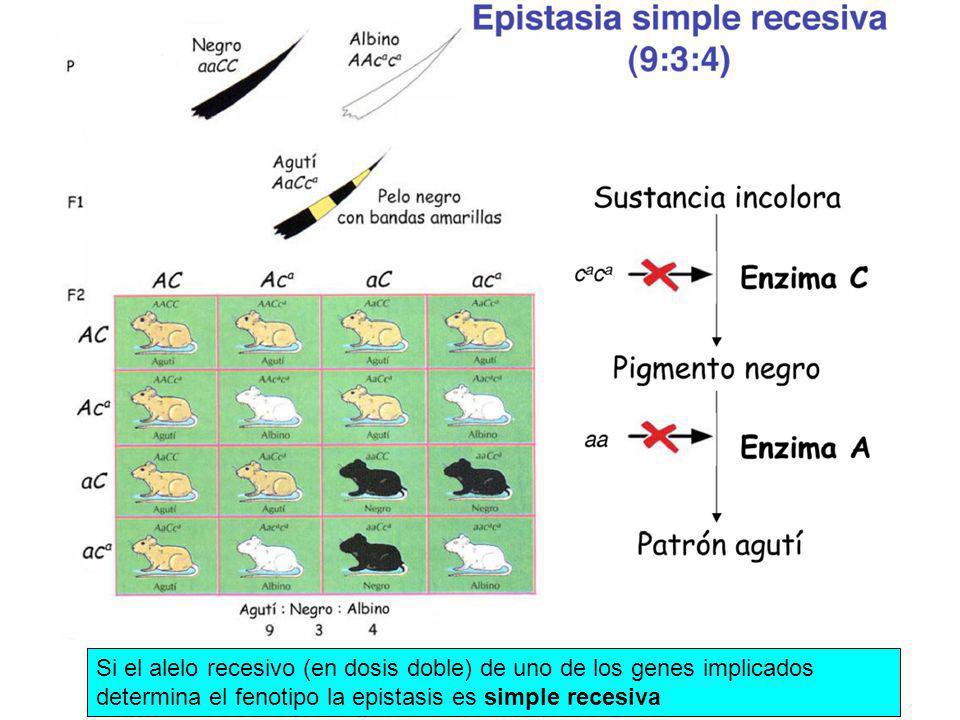 Si el alelo recesivo (en dosis doble) de uno de los genes implicados determina el fenotipo la epistasis es simple recesiva