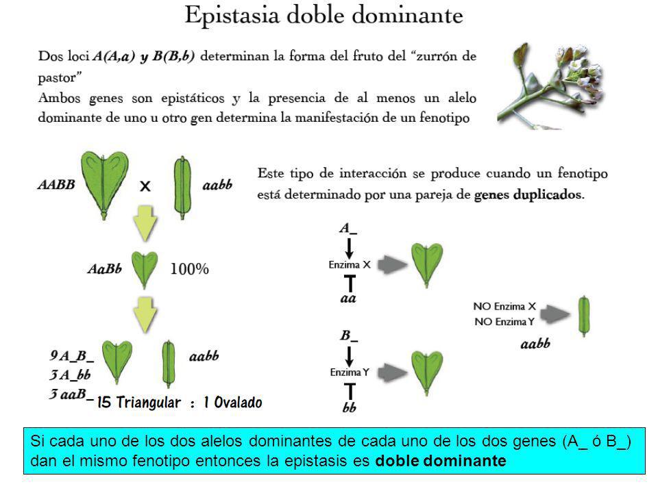Si cada uno de los dos alelos dominantes de cada uno de los dos genes (A_ ó B_) dan el mismo fenotipo entonces la epistasis es doble dominante