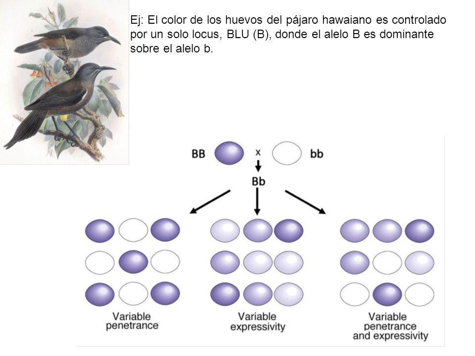Ej: El color de los huevos del pájaro hawaiano es controlado por un solo locus, BLU (B), donde el alelo B es dominante sobre el alelo b.