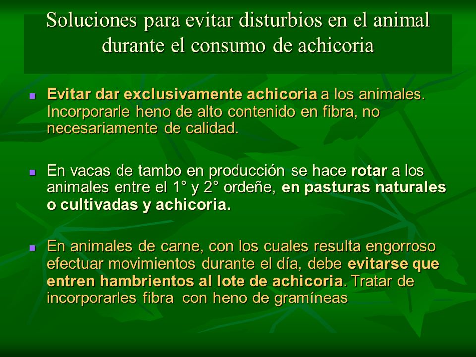 Soluciones para evitar disturbios en el animal durante el consumo de achicoria