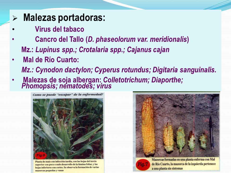 Malezas portadoras: Virus del tabaco. Cancro del Tallo (D. phaseolorum var. meridionalis) Mz.: Lupinus spp.; Crotalaria spp.; Cajanus cajan.