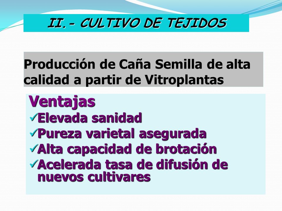 Producción de Caña Semilla de alta calidad a partir de Vitroplantas