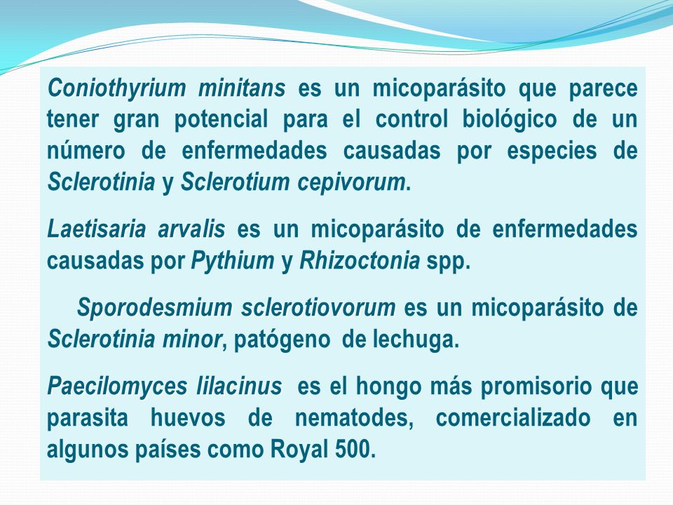 Coniothyrium minitans es un micoparásito que parece tener gran potencial para el control biológico de un número de enfermedades causadas por especies de Sclerotinia y Sclerotium cepivorum.