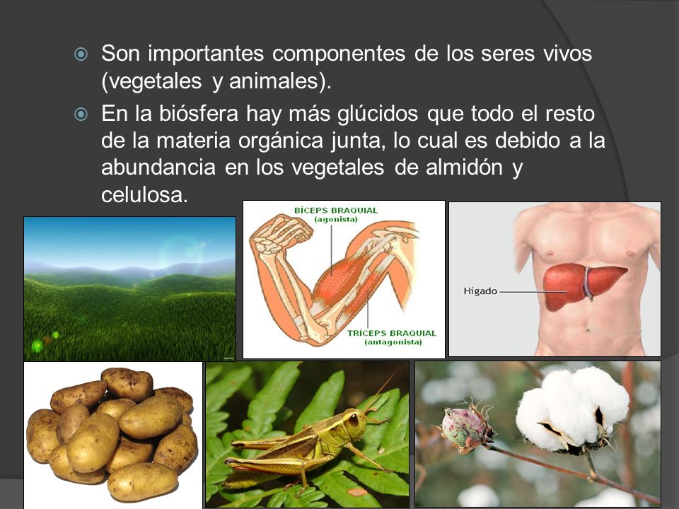 Son importantes componentes de los seres vivos (vegetales y animales).