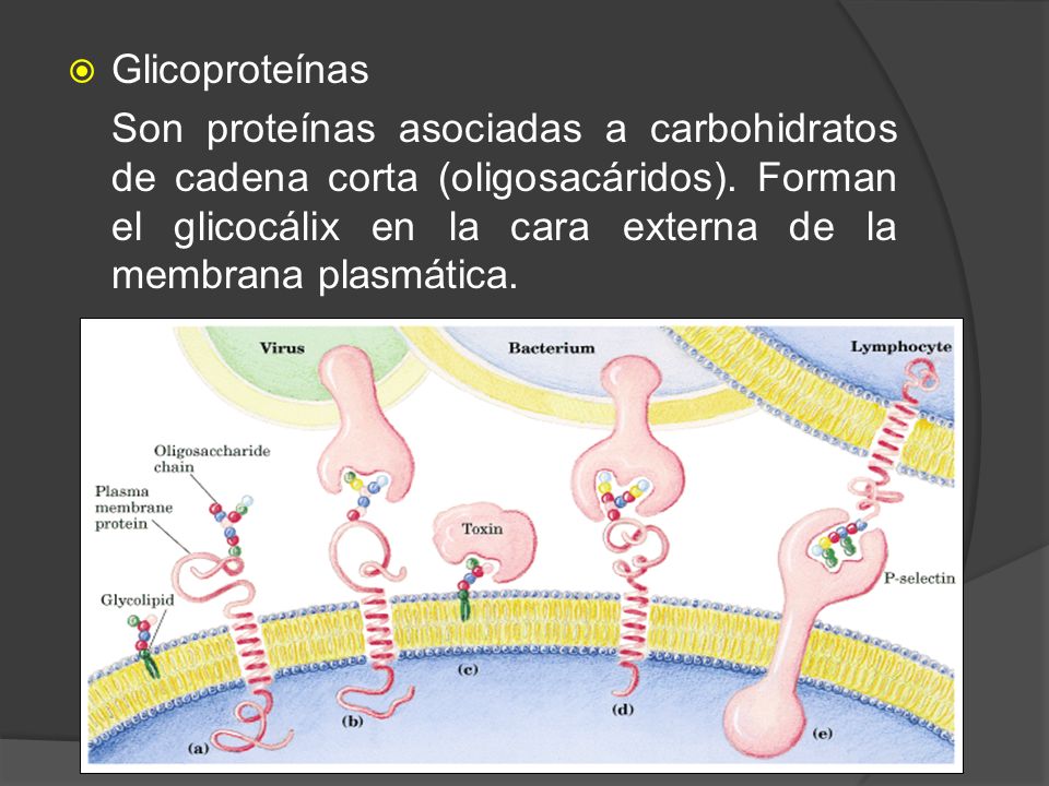 Glicoproteínas