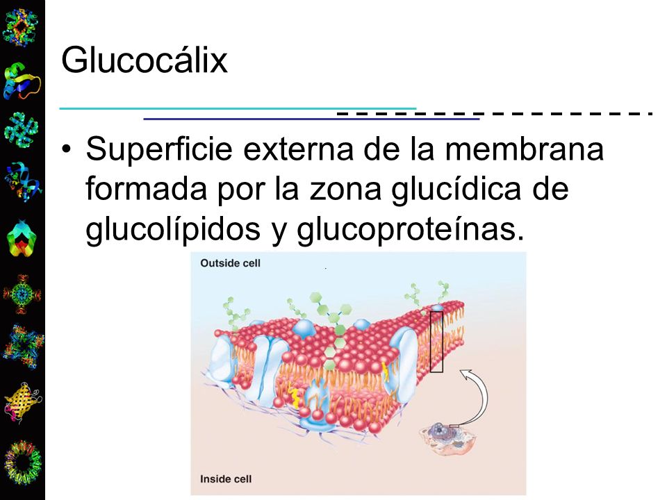 Glucocálix Superficie externa de la membrana formada por la zona glucídica de glucolípidos y glucoproteínas.
