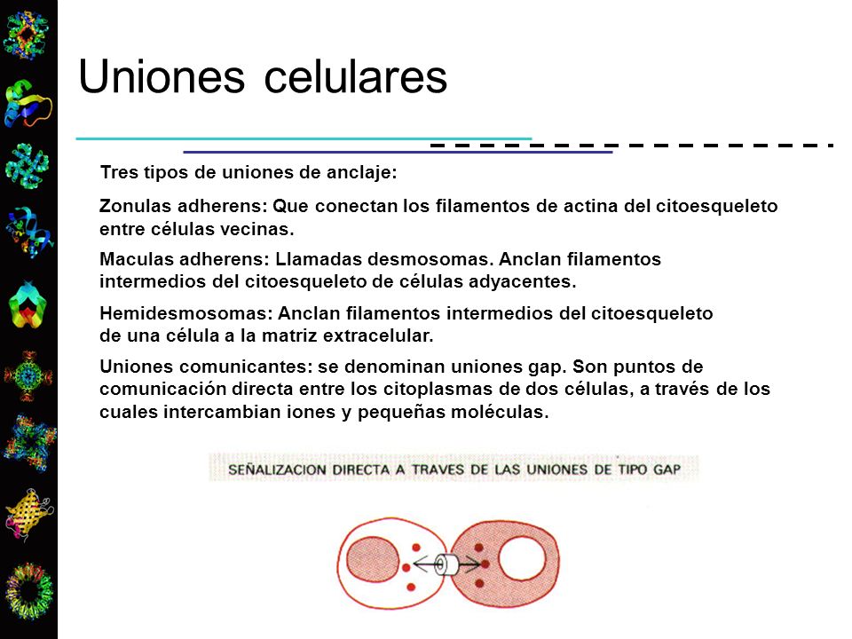 Uniones celulares Tres tipos de uniones de anclaje: