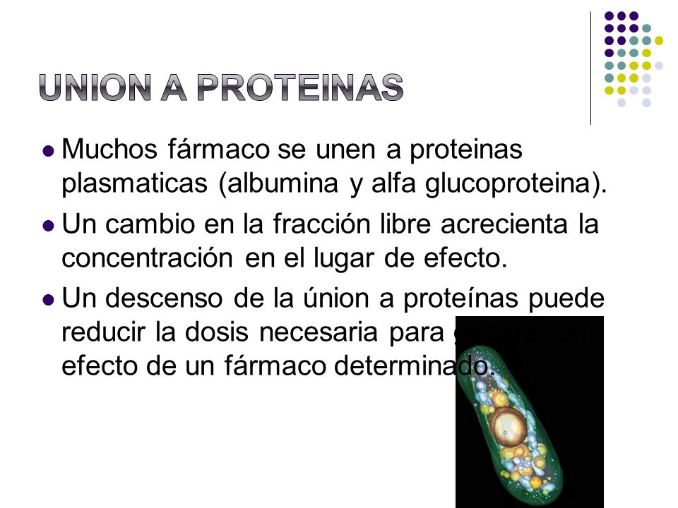 UNION A PROTEINAS Muchos fármaco se unen a proteinas plasmaticas (albumina y alfa glucoproteina).