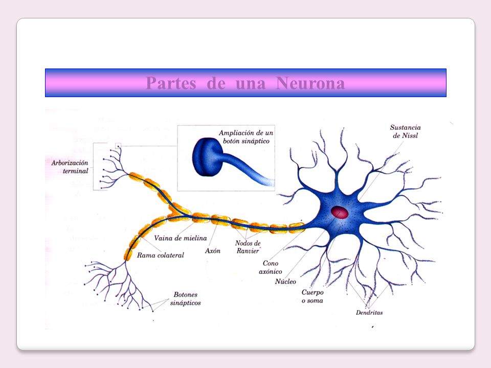 Partes de una Neurona