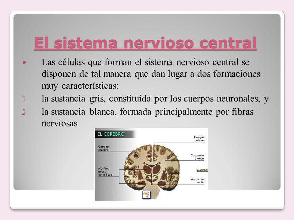 El sistema nervioso central