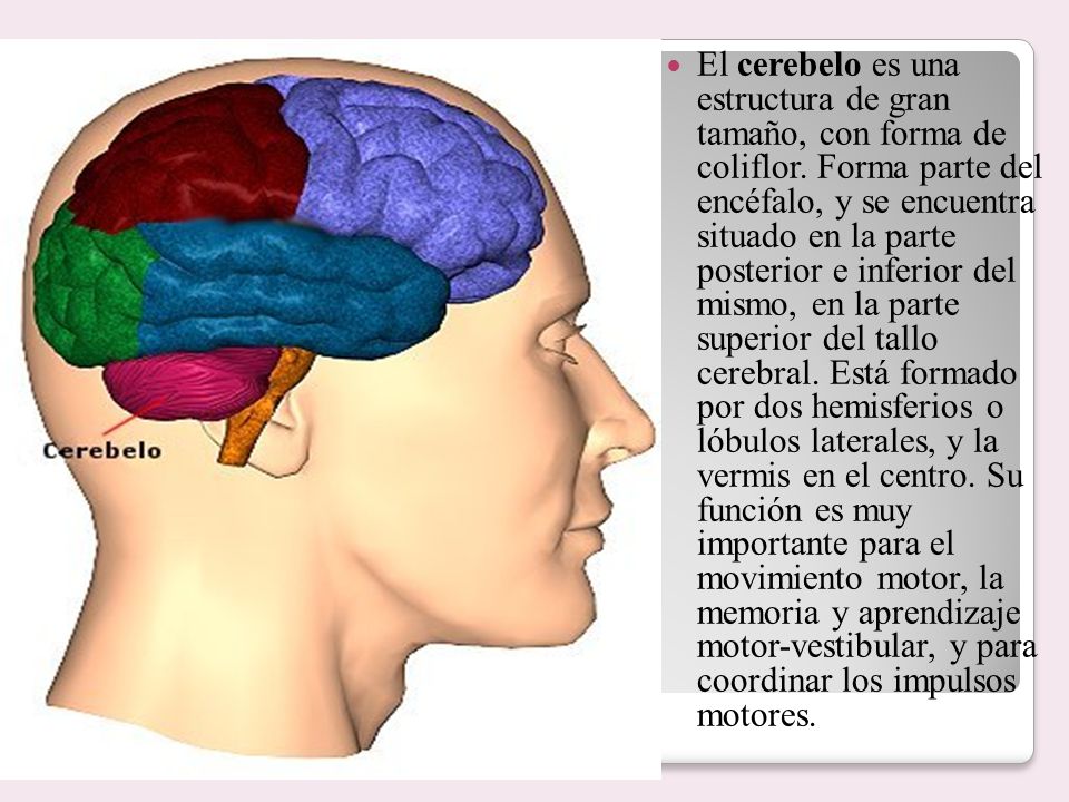 El cerebelo es una estructura de gran tamaño, con forma de coliflor