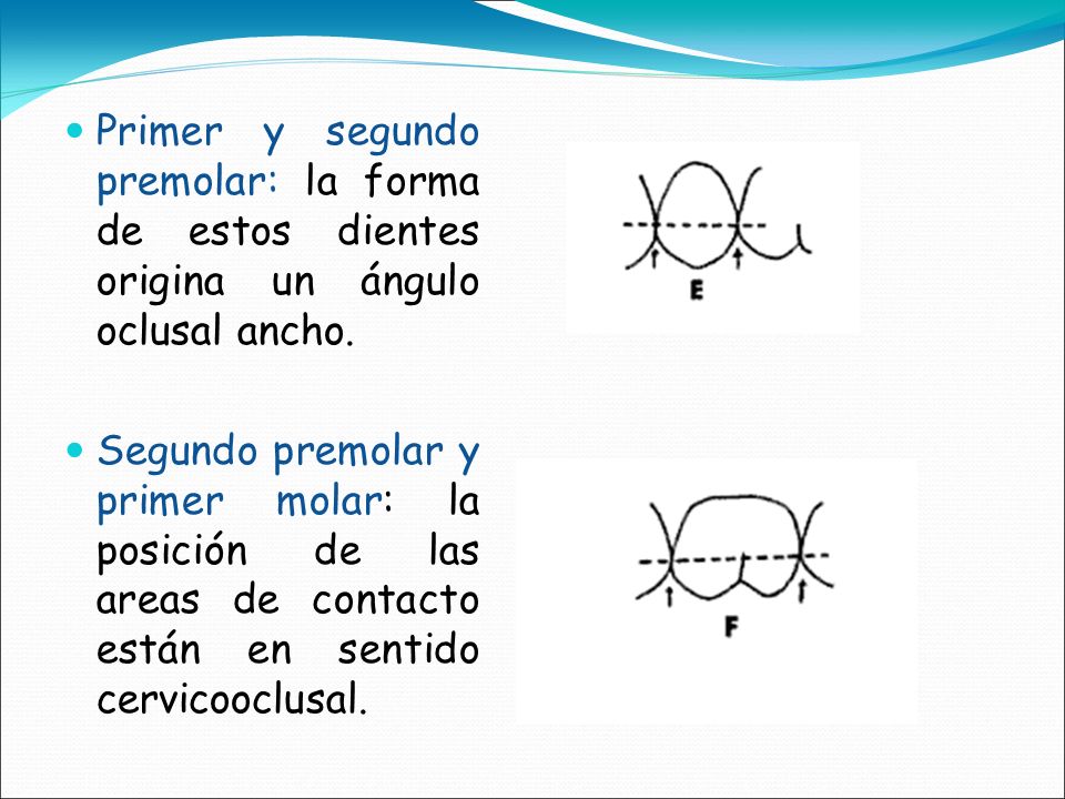 Primer y segundo premolar: la forma de estos dientes origina un ángulo oclusal ancho.