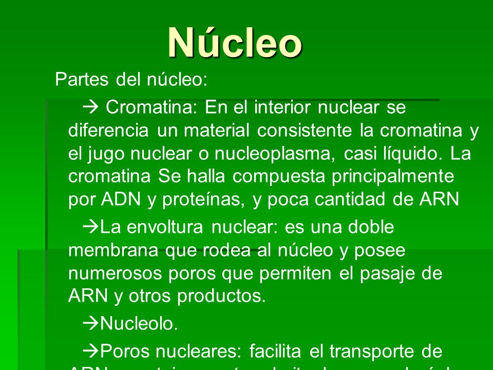 Núcleo Partes del núcleo: