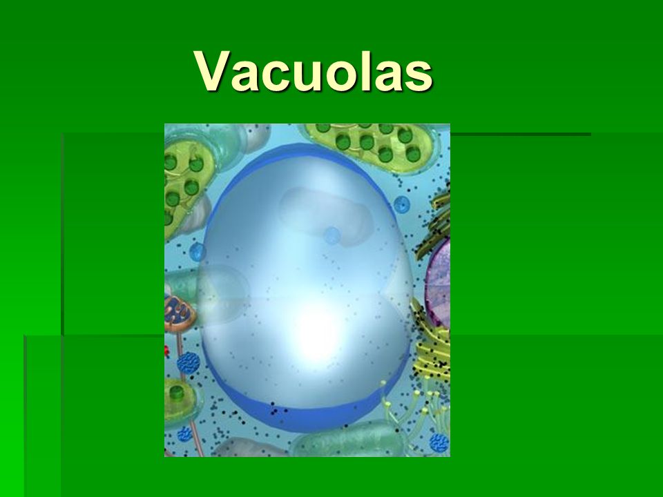 Vacuolas