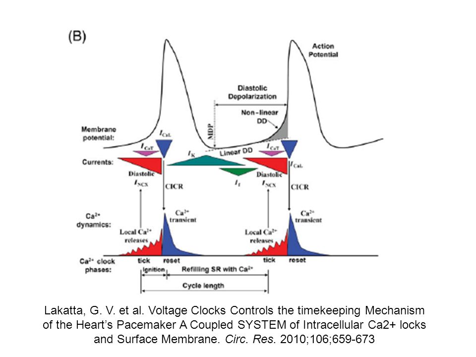 Lakatta, G. V. et al. Voltage Clocks Controls the timekeeping Mechanism of the Heart’s Pacemaker A Coupled SYSTEM of Intracellular Ca2+ locks and Surface Membrane. Circ. Res. 2010;106;