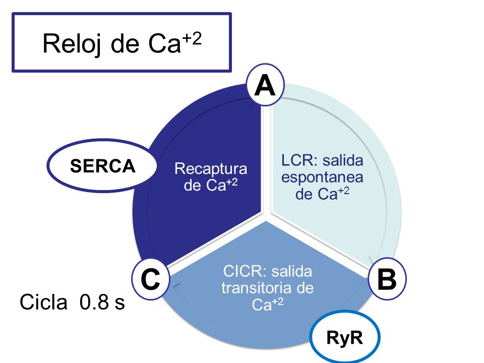 A C B Reloj de Ca+2 Cicla 0.8 s SERCA RyR 19