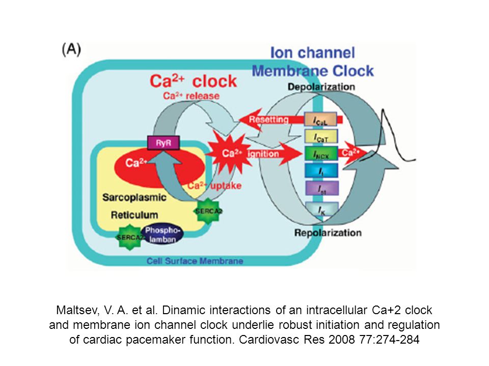 Maltsev, V. A. et al. Dinamic interactions of an intracellular Ca+2 clock and membrane ion channel clock underlie robust initiation and regulation of cardiac pacemaker function. Cardiovasc Res :