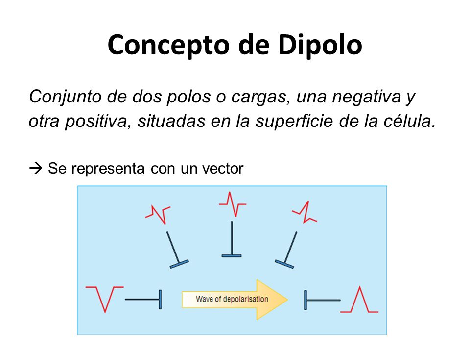 Concepto de Dipolo Conjunto de dos polos o cargas, una negativa y otra positiva, situadas en la superficie de la célula.