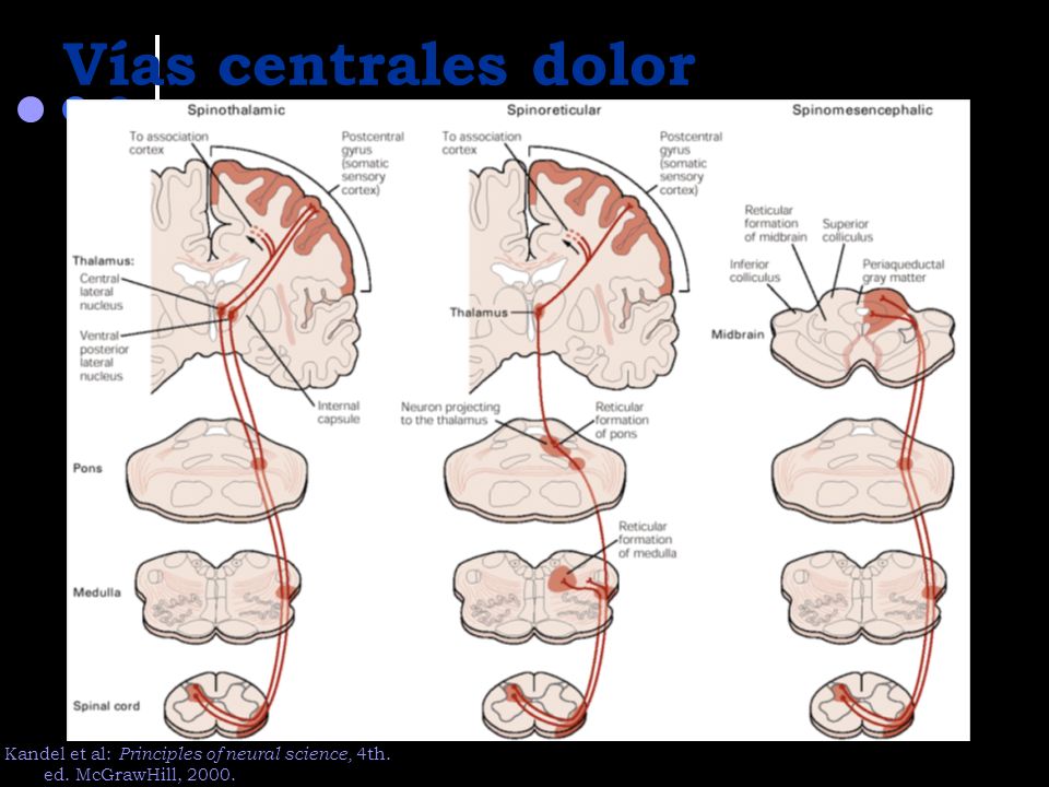 Vías centrales dolor Kandel et al: Principles of neural science, 4th.