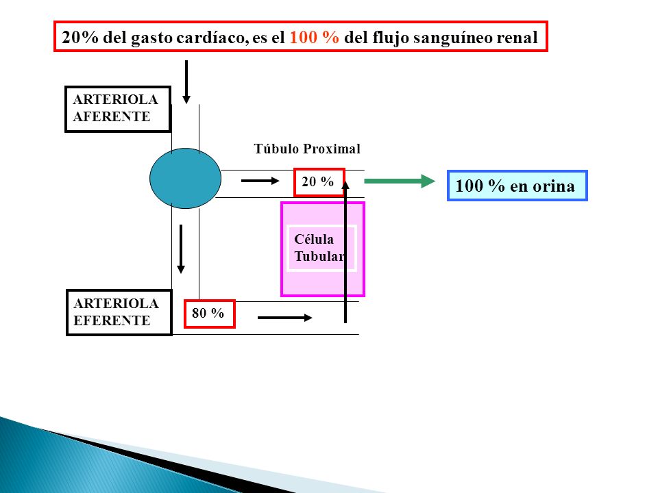 20% del gasto cardíaco, es el 100 % del flujo sanguíneo renal