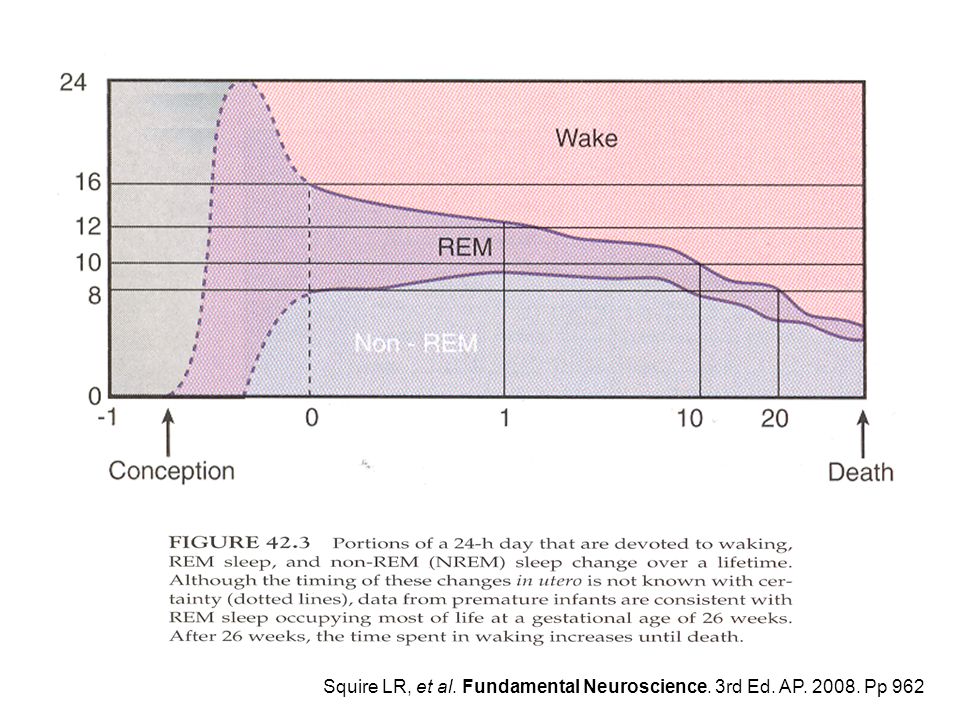 Squire LR, et al. Fundamental Neuroscience. 3rd Ed. AP Pp 962