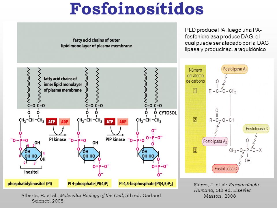 Fosfoinosítidos PLD produce PA, luego una PA-fosfohidrolasa produce DAG, el cual puede ser atacado por la DAG lipasa y producir ac. araquidónico.
