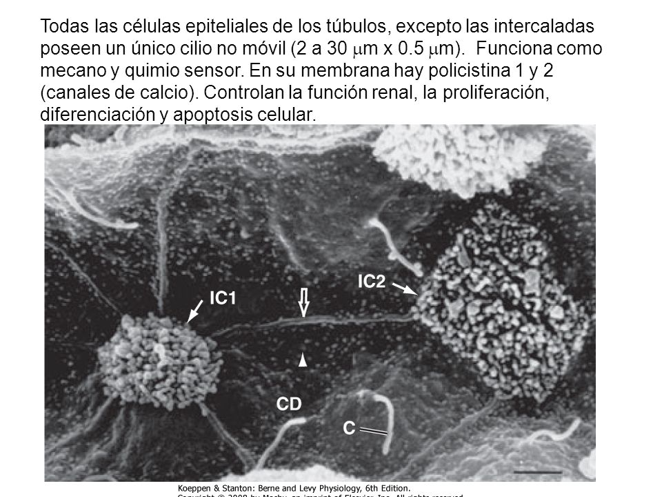 Todas las células epiteliales de los túbulos, excepto las intercaladas poseen un único cilio no móvil (2 a 30 m x 0.5 m).