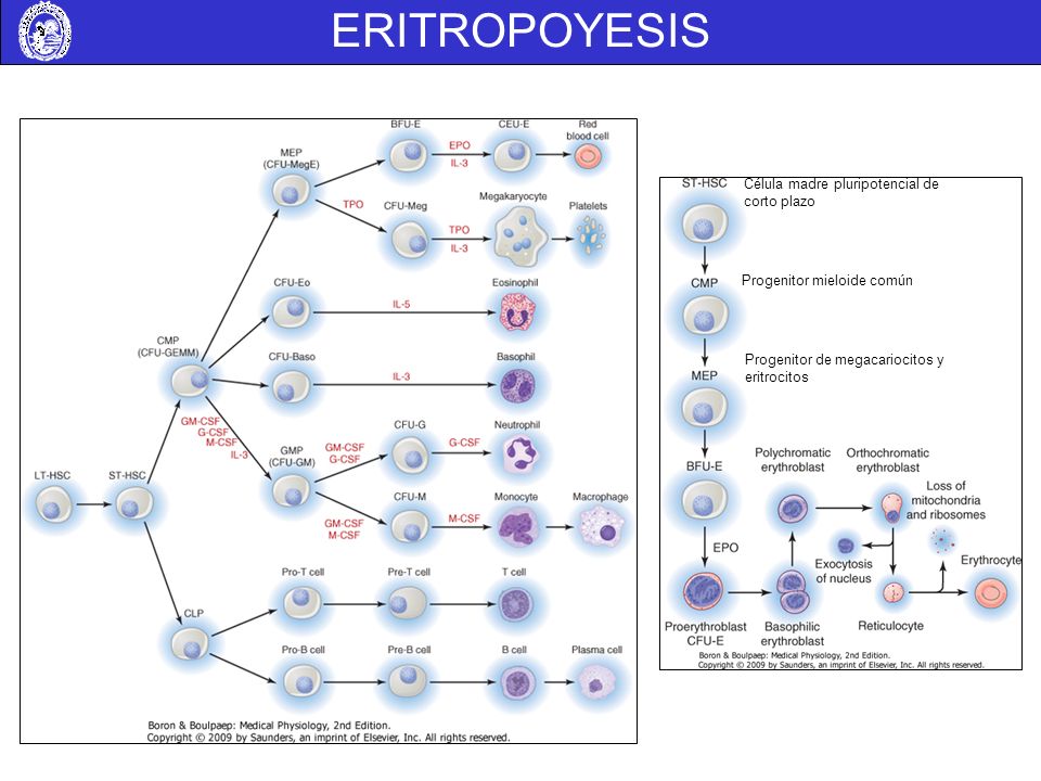 ERITROPOYESIS Célula madre pluripotencial de corto plazo. Progenitor mieloide común. Progenitor de megacariocitos y eritrocitos.